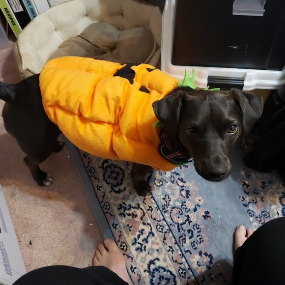 Meet your Posher, Jane Sokol Shulman - Picture 4 of 10